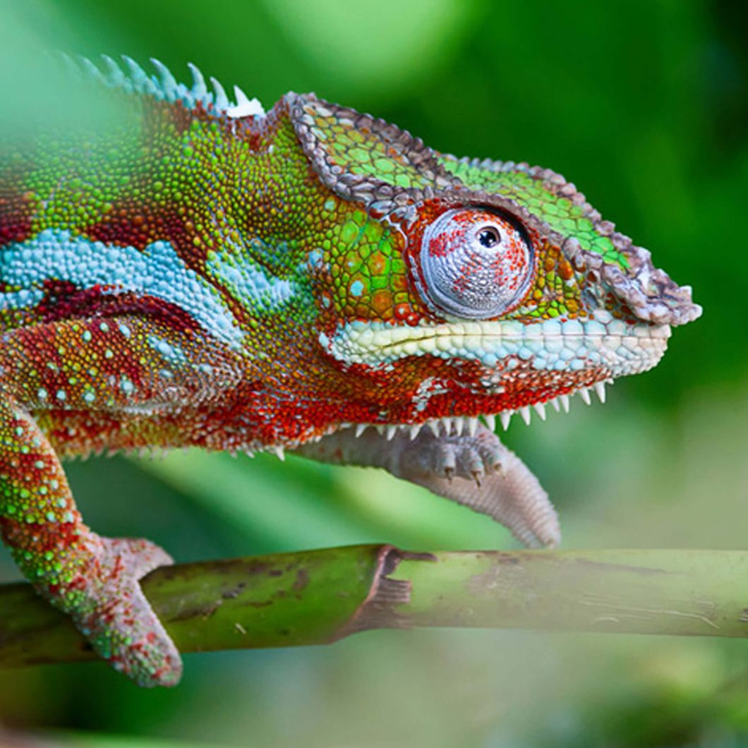 Profile | Chameleon